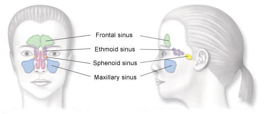 sinus diagram